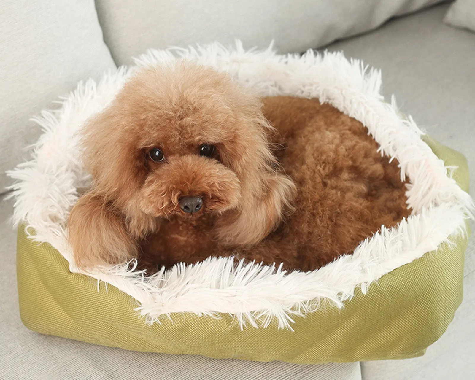 JiaDuo Dog Bed Dual-Purpose Cat Bed Pad Dog Mat for Large Medium Small Dogs Soft Puppy Sofa Self Warming Winter Indoor Outdoor