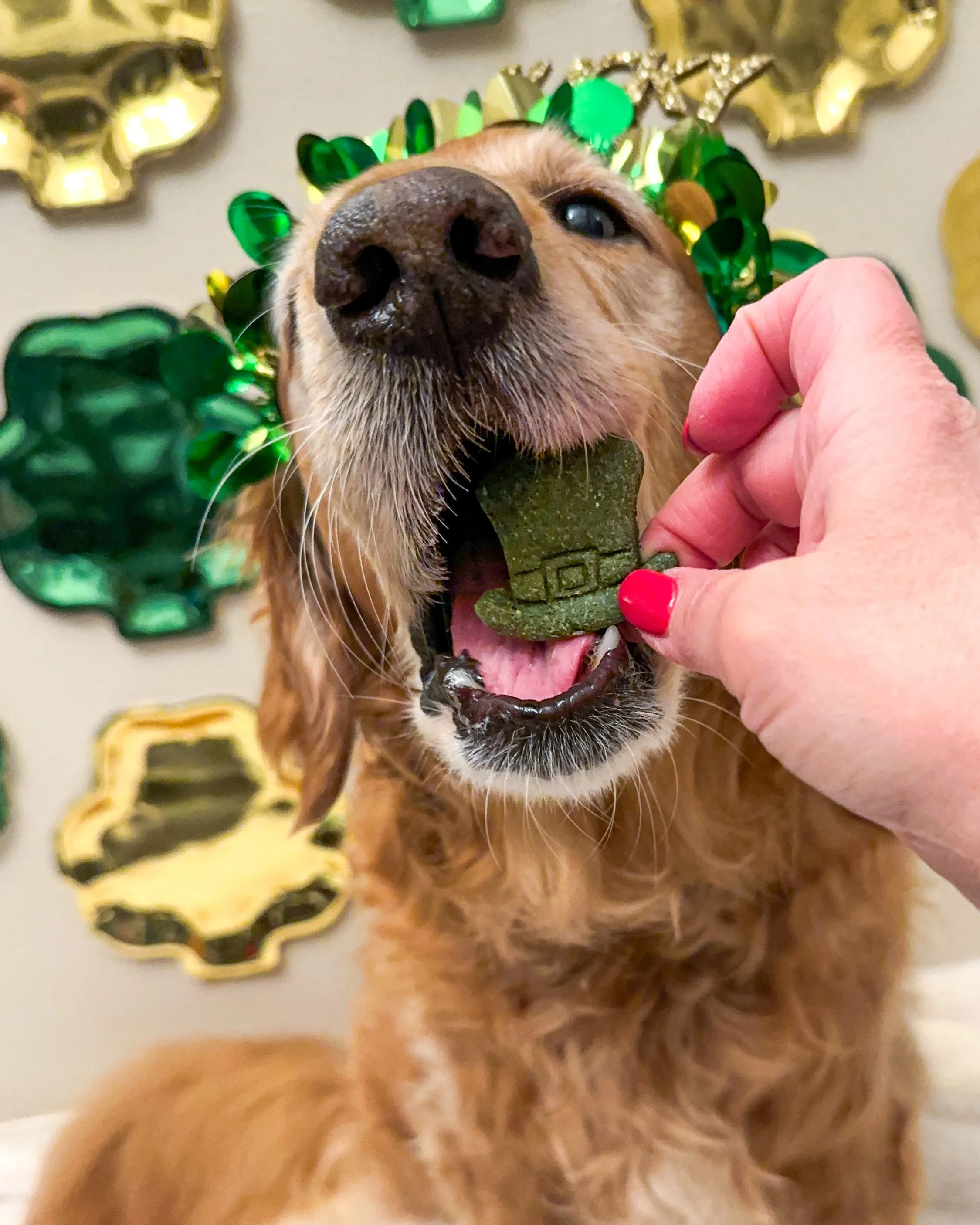Leprechaun- St Patrick's Day - Top Hat Dog Biscuit Cookie Cutter (4 Sizes Available)