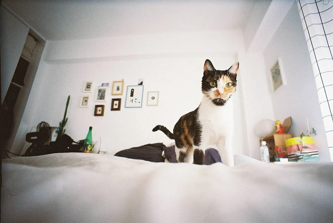 Lomography LC-Wide - 35mm Film Camera
