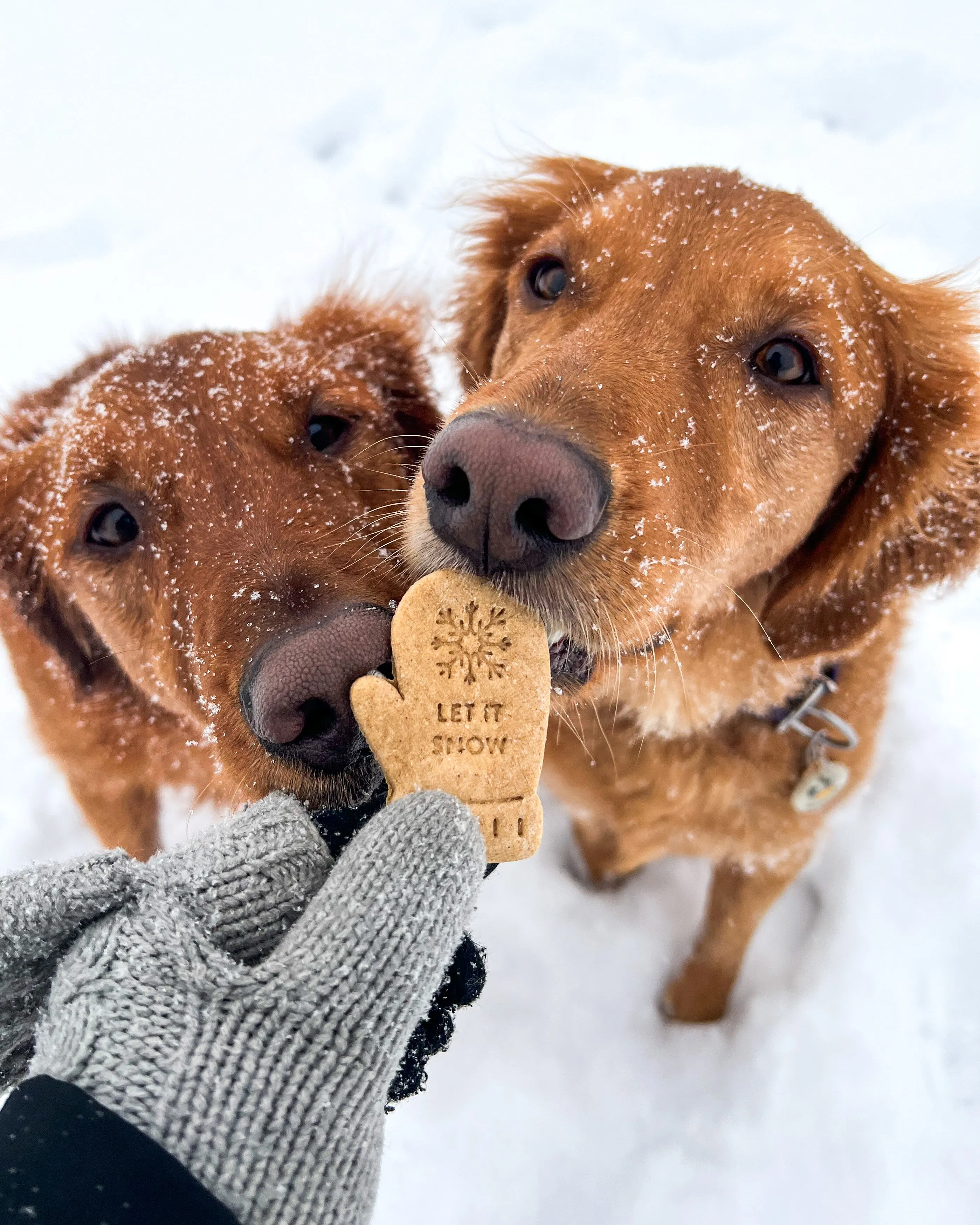 "Let it Snow" Mitten & Snowflake Dog Biscuit Cutters (BUNDLE of 2)