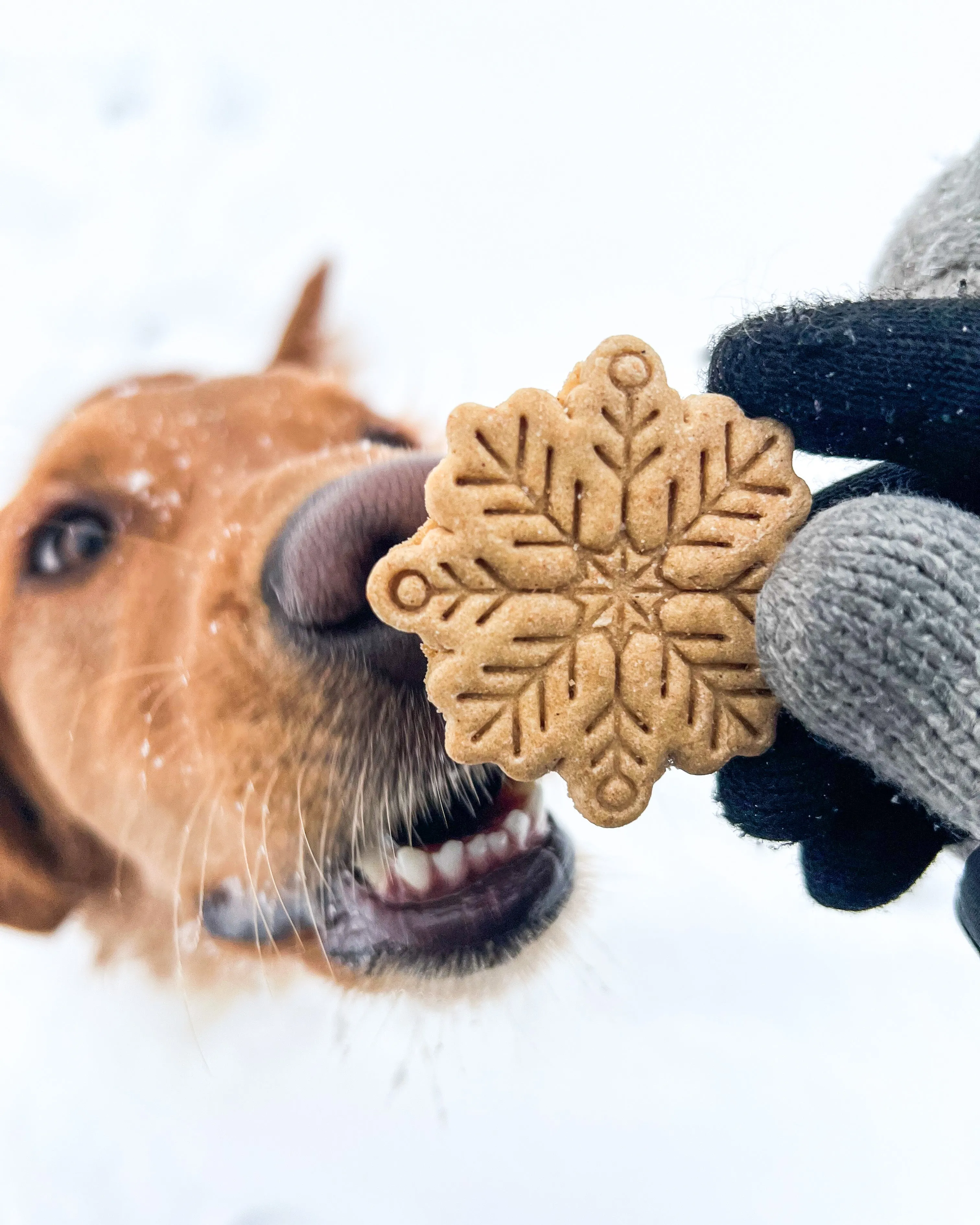 "Let it Snow" Mitten & Snowflake Dog Biscuit Cutters (BUNDLE of 2)