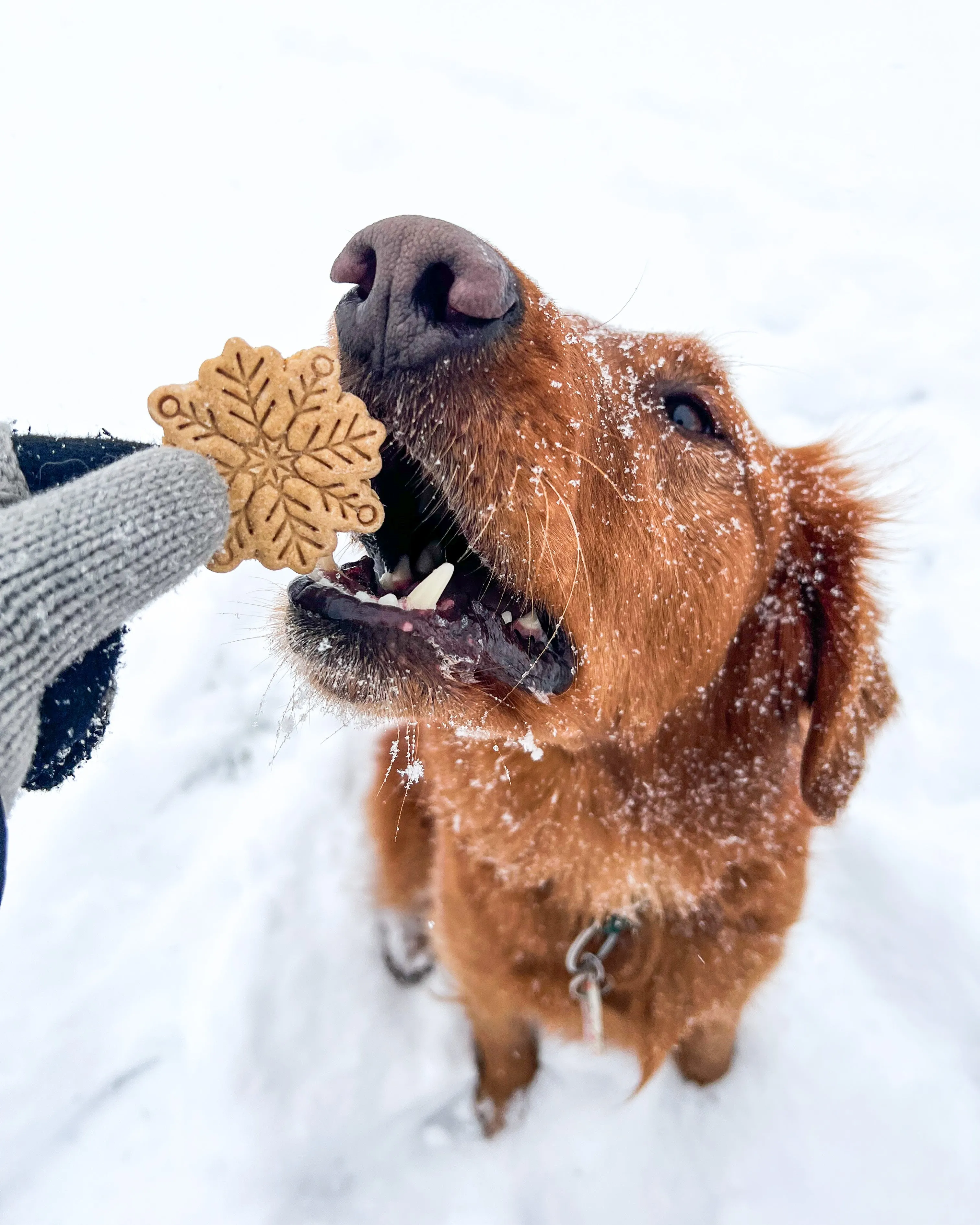"Let it Snow" Mitten & Snowflake Dog Biscuit Cutters (BUNDLE of 2)