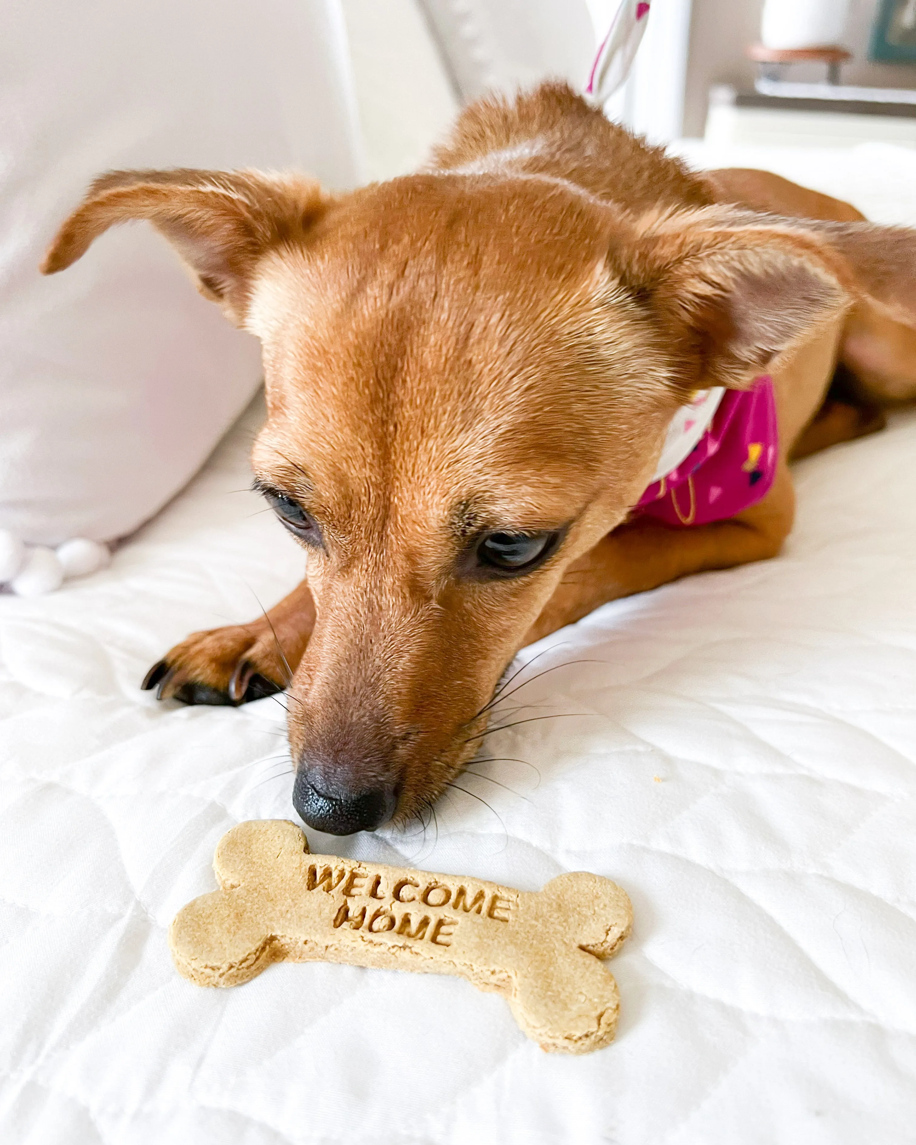 "Welcome Home" Bone Shaped Cookie Cutter