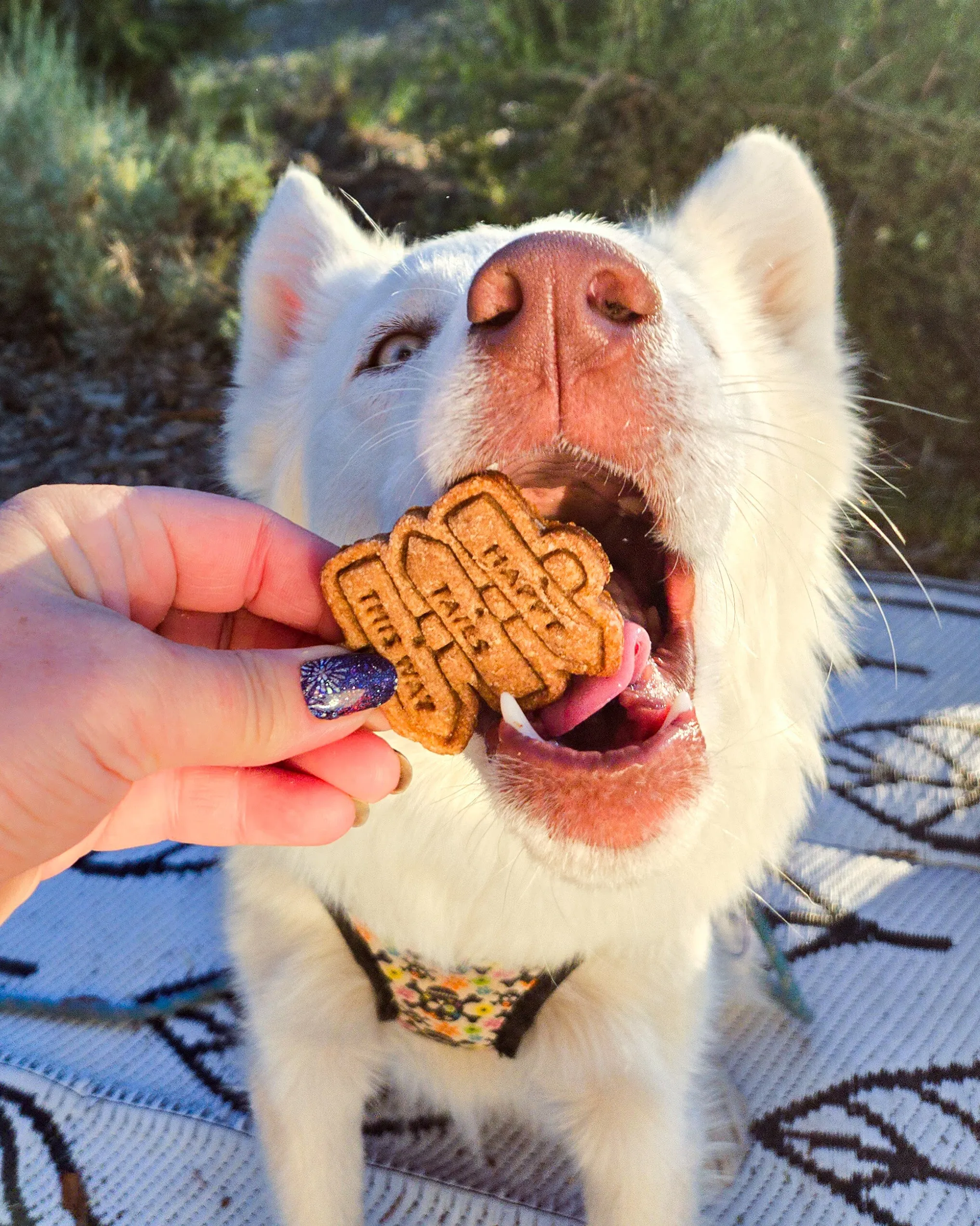 Trail Sign "Happy Tails This Way" Dog Cookie Cutter